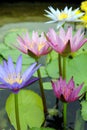 Water Lily