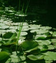 Water lily