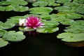 Water lily