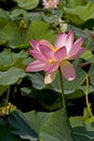 Blossom water lily on a lake