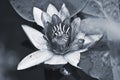 Water lily Royalty Free Stock Photo