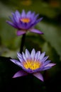 Water Lily Royalty Free Stock Photo