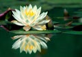 Water-lily Royalty Free Stock Photo