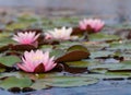 Water lily