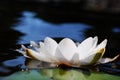 Water lily