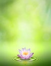 Water lily. Royalty Free Stock Photo