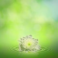 Water lily. Royalty Free Stock Photo