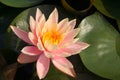 Water lily