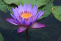 Water Lily Royalty Free Stock Photo