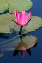 Water lily