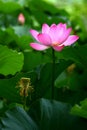 Water lily Royalty Free Stock Photo