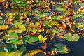 Water lily and autumn leaves Royalty Free Stock Photo