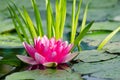 Water lily background Royalty Free Stock Photo