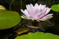 Water lily background Royalty Free Stock Photo