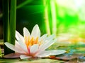 Water lily background Royalty Free Stock Photo