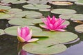 Water lily,beautiful aquatic flower for garden decoration Royalty Free Stock Photo