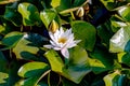 Water Lily On Water. Beautiful flowering pink water lily - lotus in a garden in a pond. Reflections on water surface. Royalty Free Stock Photo