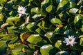 Water Lily On Water. Beautiful flowering pink water lily - lotus in a garden in a pond. Reflections on water surface. Royalty Free Stock Photo