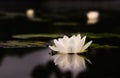 Water lily Beautiful lotus flower