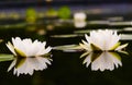 Water lily Beautiful lotus flower