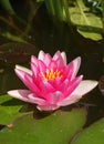 Water lily