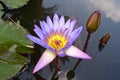 Water lily and bee Royalty Free Stock Photo