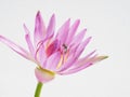 water lily with bee Royalty Free Stock Photo