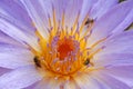 Water lily and bees Royalty Free Stock Photo
