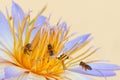 Water lily and bees Royalty Free Stock Photo