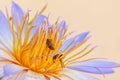 Water lily and bees Royalty Free Stock Photo