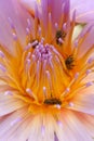 Water lily and bees Royalty Free Stock Photo