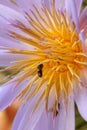 Water lily and bees Royalty Free Stock Photo
