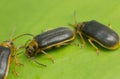 Water lily beetles, Galerucella nymphaeae on water lily leaf Royalty Free Stock Photo