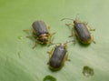 Water lily beetles, Galerucella nymphaeae on water lily leaf