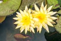 Water lily on black. Bee sucking nectar pollen lotus.