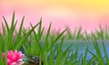 Water lily in bloom with frog, on the edge of a pond. Royalty Free Stock Photo