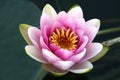 Water Lily Blooming