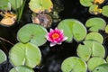 Water Lily