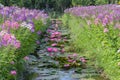 Water lily blooming season with beautiful purple flowers