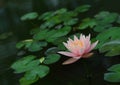 Water lily blooming