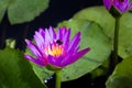 Water lily blooming and insect Royalty Free Stock Photo