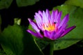 Water lily blooming and insect Royalty Free Stock Photo