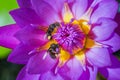 Water lily blooming and insect Royalty Free Stock Photo