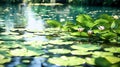 Water lily blooming on a lake. Royalty Free Stock Photo