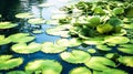 Water lily blooming on a lake. Royalty Free Stock Photo