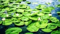 Water lily blooming on a lake. Royalty Free Stock Photo
