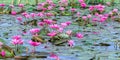 Water lily blooming Royalty Free Stock Photo