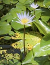 Water lily blooming in a pond, close-up view Royalty Free Stock Photo