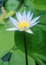 Water lily blooming in a pond, close-up view Royalty Free Stock Photo