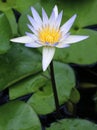 Water lily blooming in a pond, close-up view Royalty Free Stock Photo